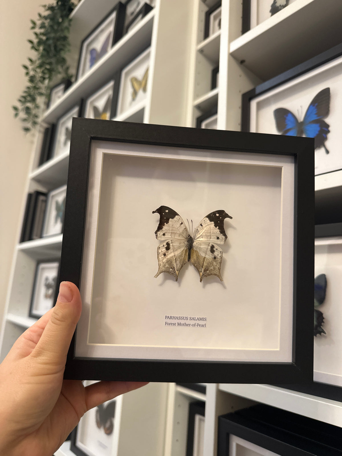 Sale | One Offs | Rare Pieces | Butterflies | Moths | Bugs