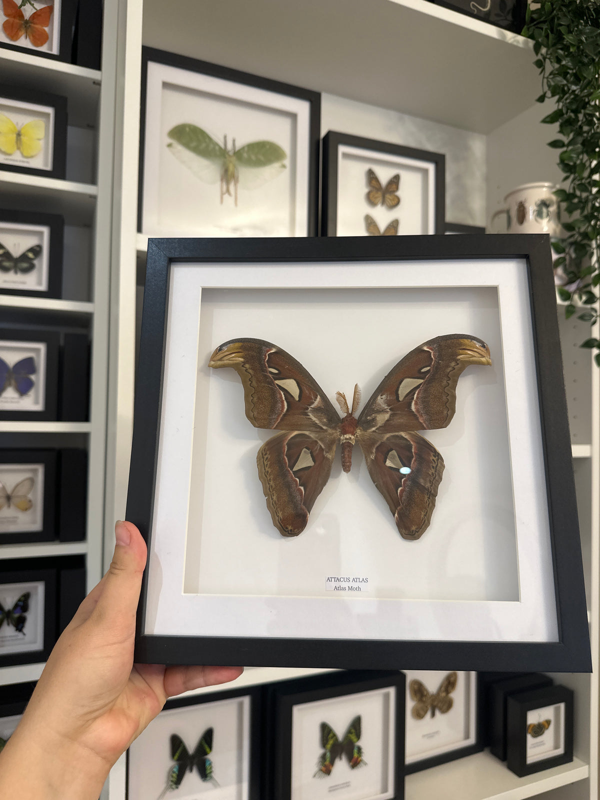 Giant Atlas Moth (Attacus Atlas) – Large Frame