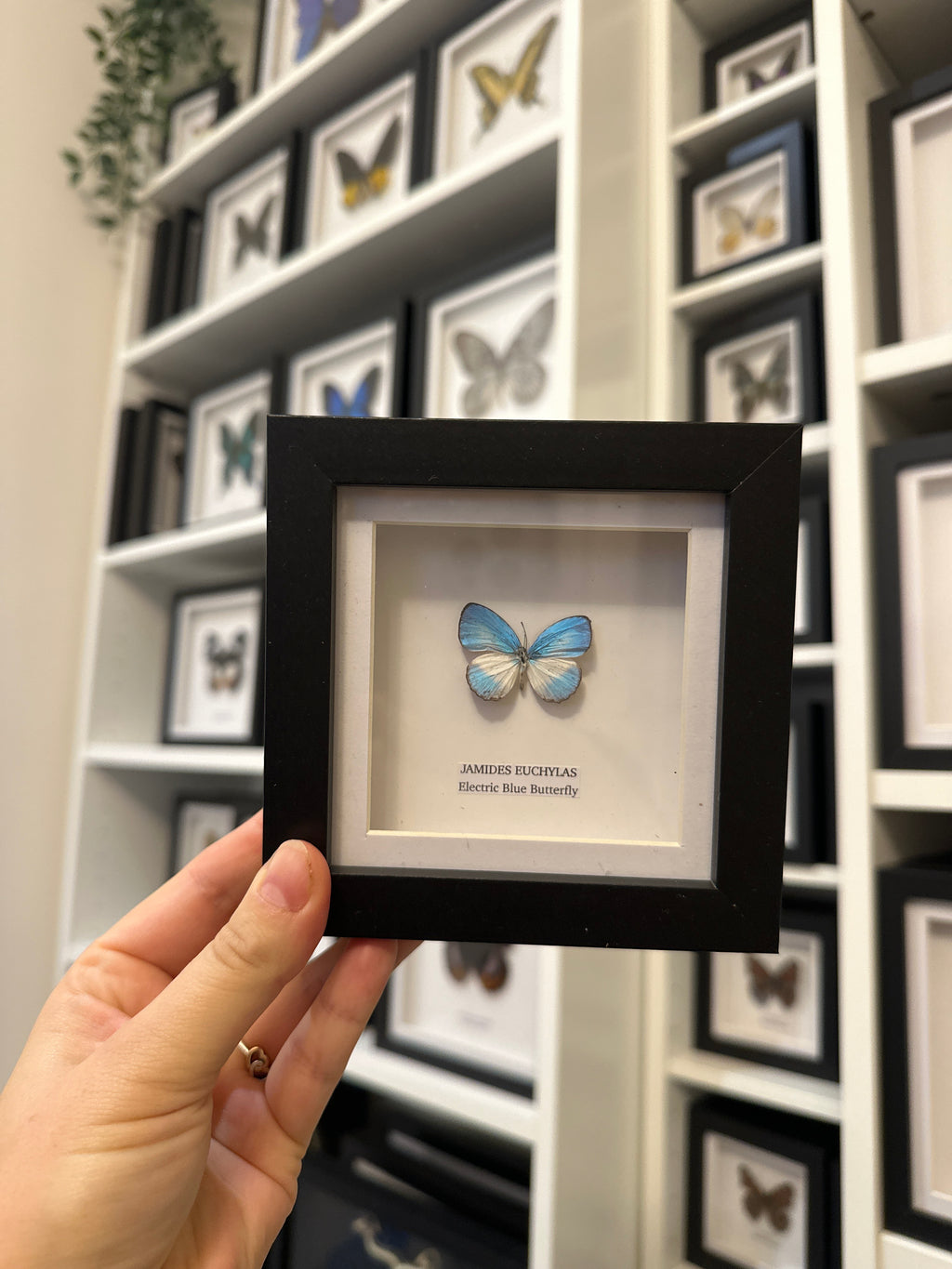 Sale | One Offs | Rare Pieces | Butterflies | Moths | Bugs
