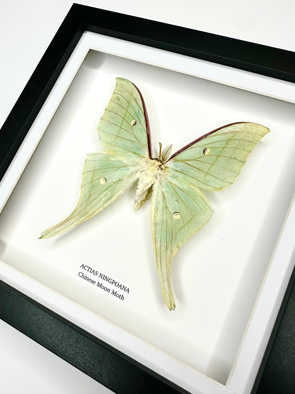 Chinese Moon Moth (Actias Ningpoana) - Medium Framed Moth