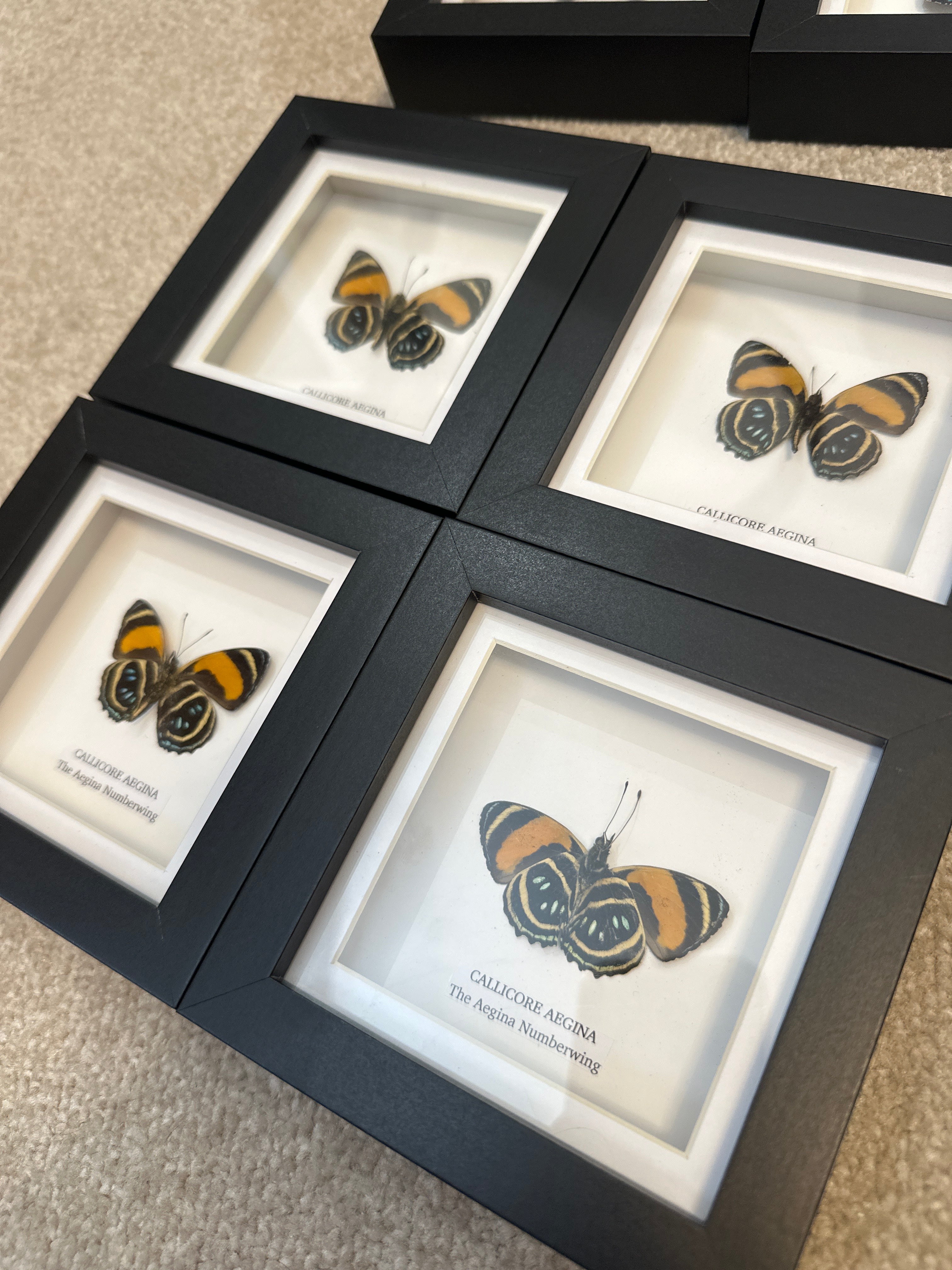 Sale | One Offs | Rare Pieces | Butterflies | Moths | Bugs
