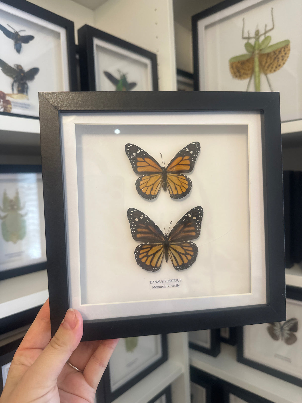Sale | One Offs | Rare Pieces | Butterflies | Moths | Bugs