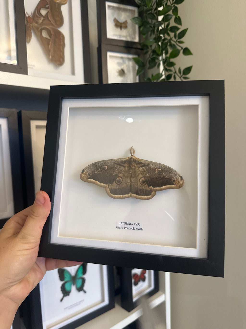 Giant Peacock Moth (Saturnia Pyri) – Medium Frame