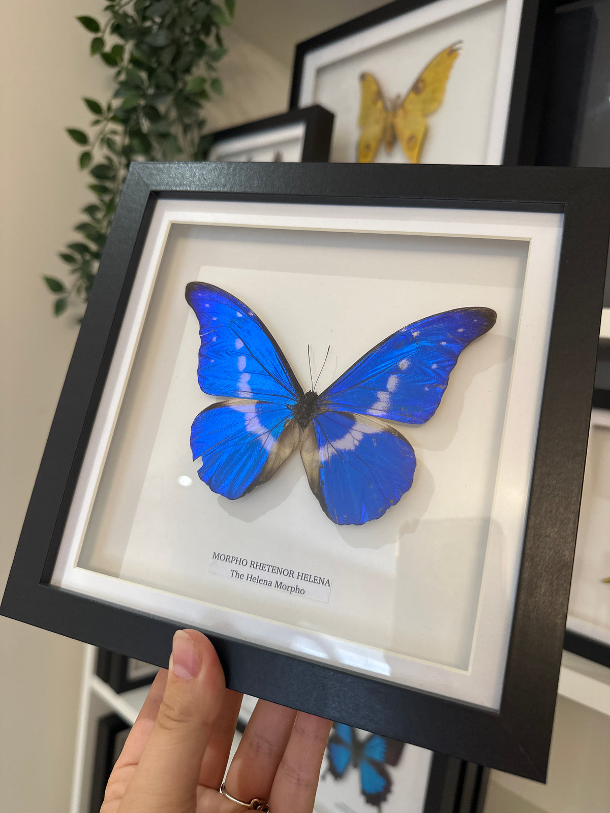 Sale | One Offs | Rare Pieces | Butterflies | Moths | Bugs