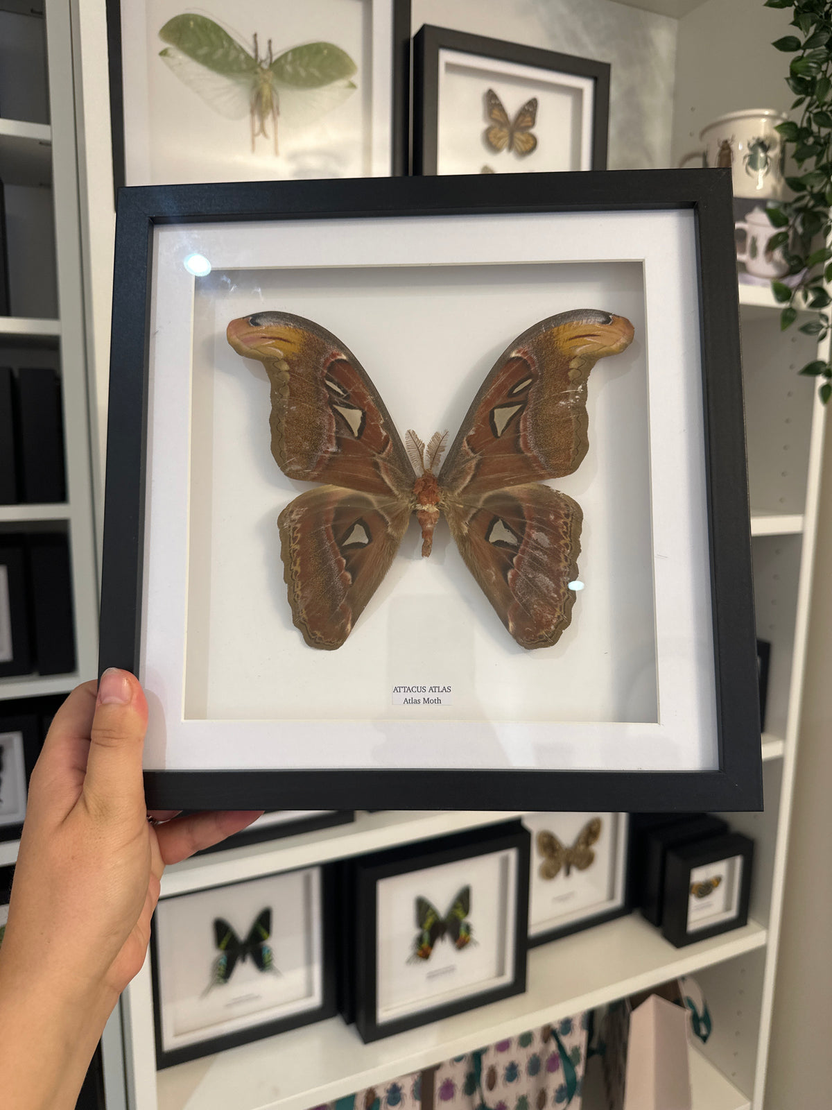 Giant Atlas Moth (Attacus Atlas) – Large Frame