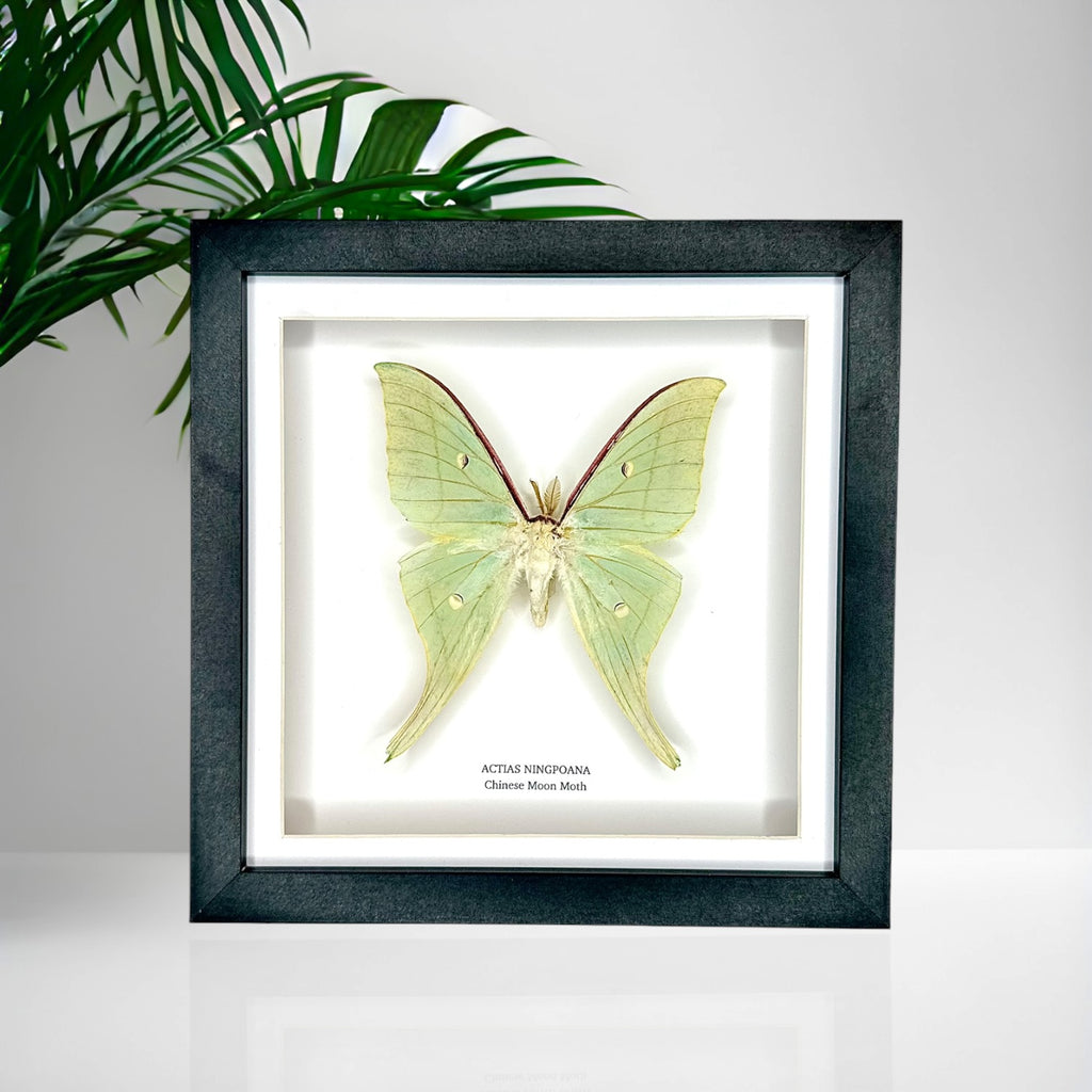 Chinese Moon Moth (Actias Ningpoana) - Medium Framed Moth