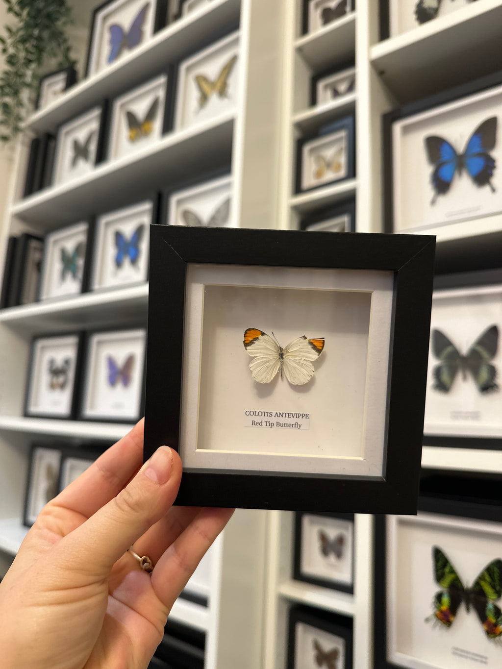 Sale | One Offs | Rare Pieces | Butterflies | Moths | Bugs