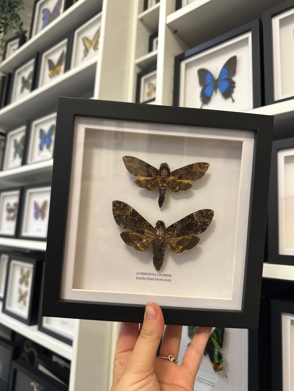 Sale | One Offs | Rare Pieces | Butterflies | Moths | Bugs
