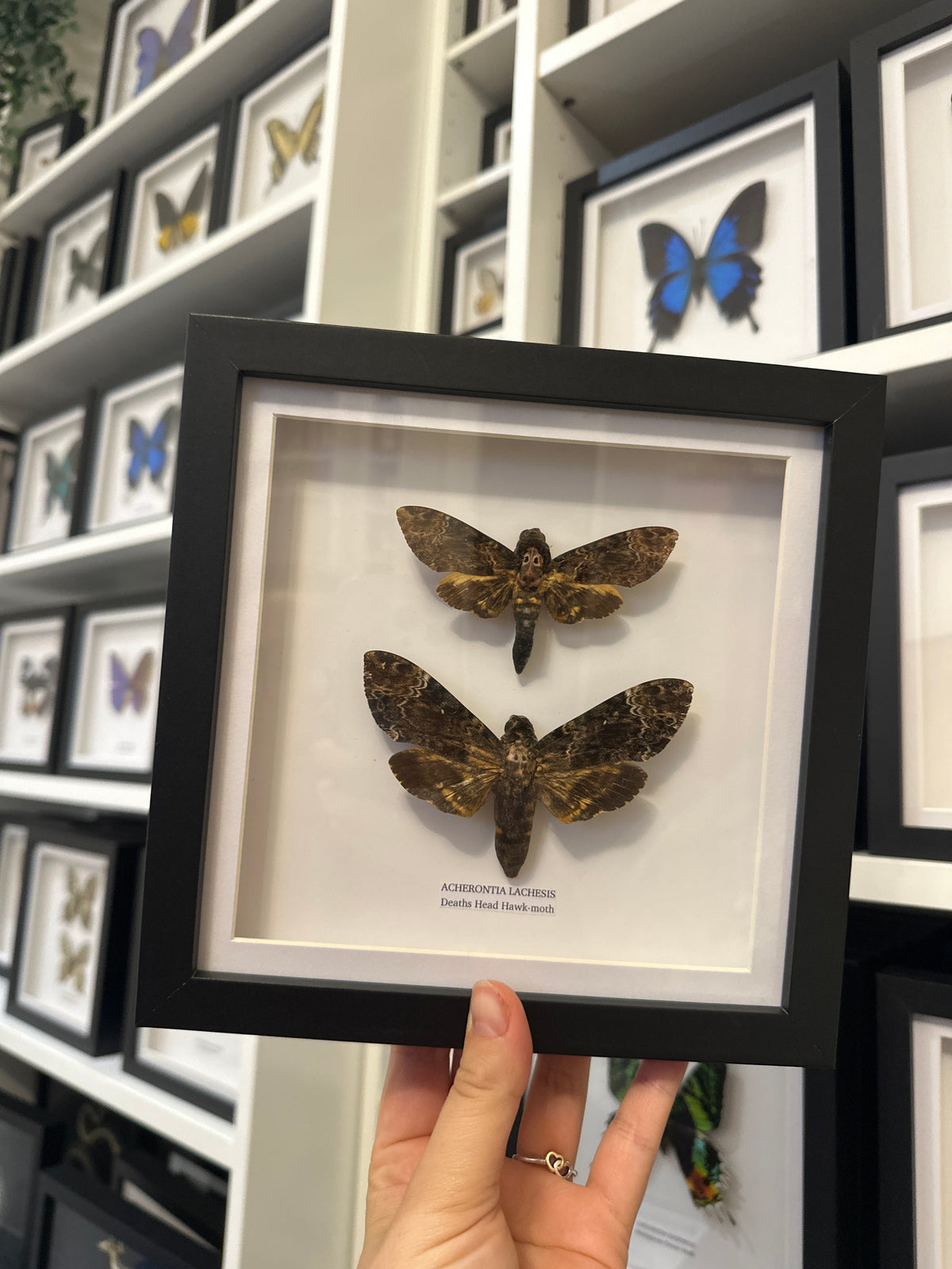 Sale | One Offs | Rare Pieces | Butterflies | Moths | Bugs