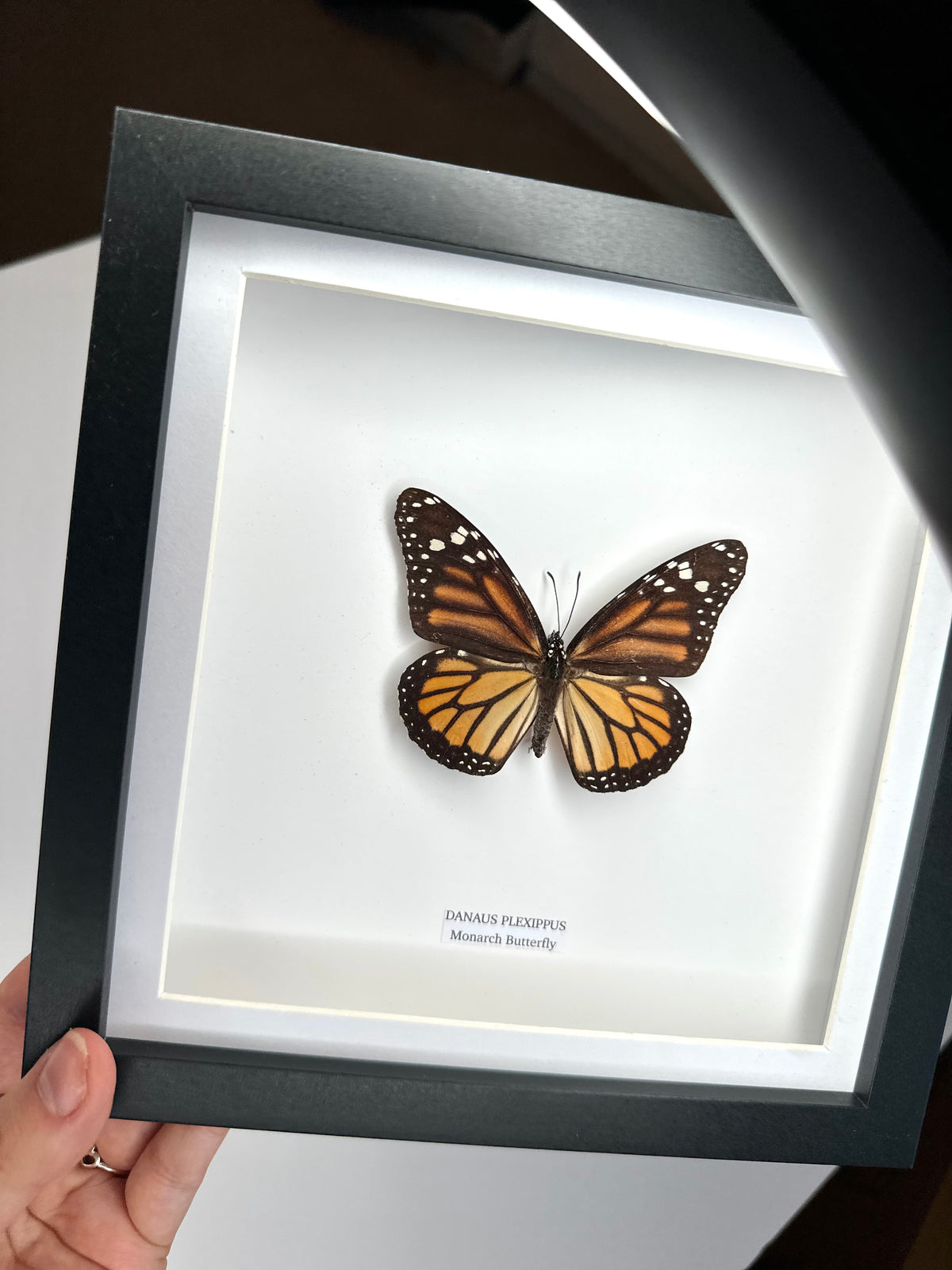 Monarch Butterfly (Female Danaus Plexippus) – Medium Framed Butterfly