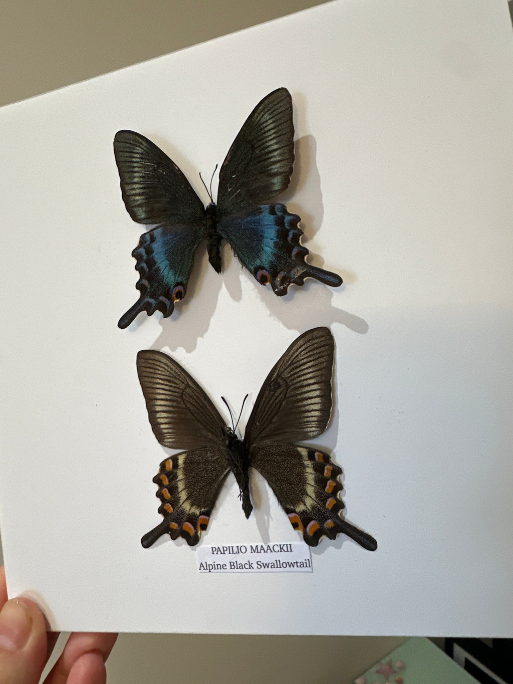 Alpine Black Swallowtail | Papilio Maackii | Medium Frame • Taxidermy Entomology Home Decor Framed Art