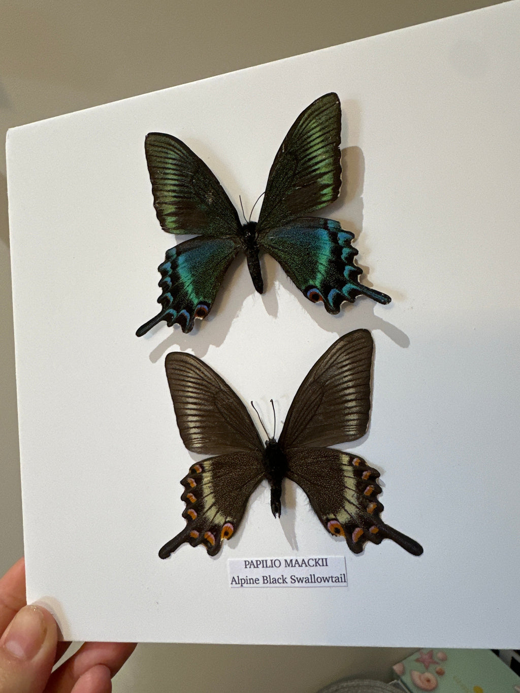 Alpine Black Swallowtail | Papilio Maackii | Medium Frame • Taxidermy Entomology Home Decor Framed Art