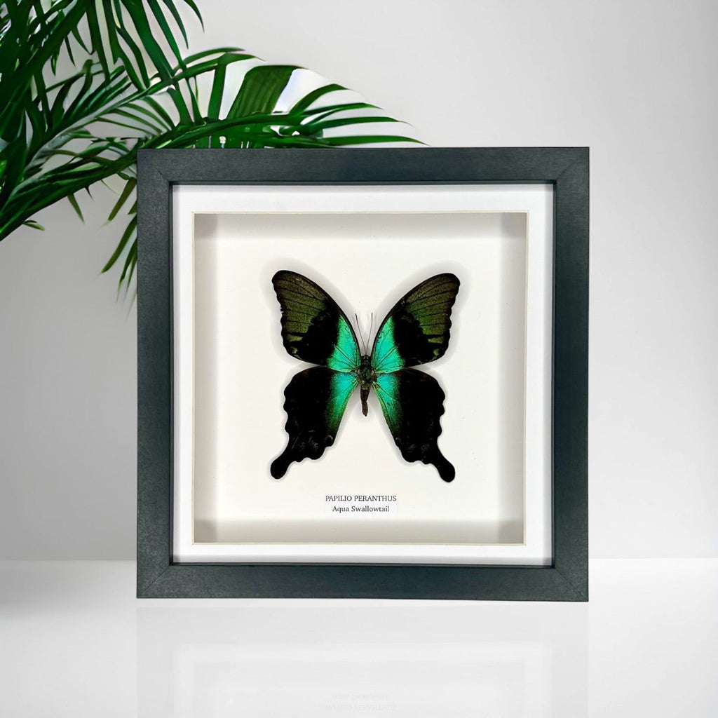 Aqua Swallowtail | Papilio Peranthus | Medium black shadow deep Frame - Taxidermy Entomology Home Decor Framed Natural Art handmade by cuteaholic gifts