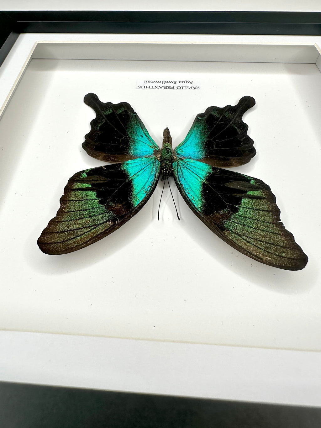 Aqua Swallowtail | Papilio Peranthus | Medium black shadow deep Frame - Taxidermy Entomology Home Decor Framed Natural Art handmade by cuteaholic gifts