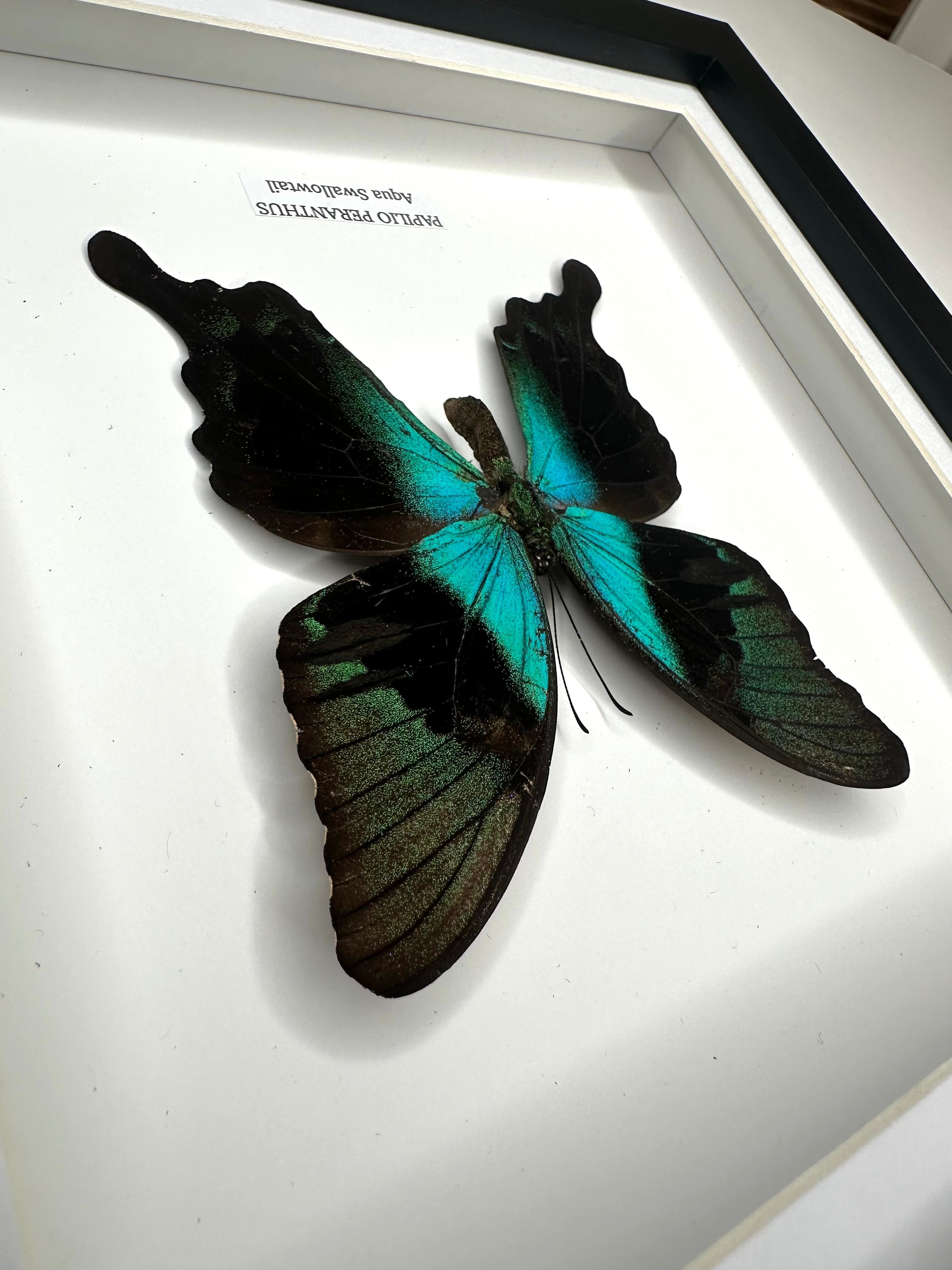 Aqua Swallowtail | Papilio Peranthus | Medium black shadow deep Frame - Taxidermy Entomology Home Decor Framed Natural Art handmade by cuteaholic gifts