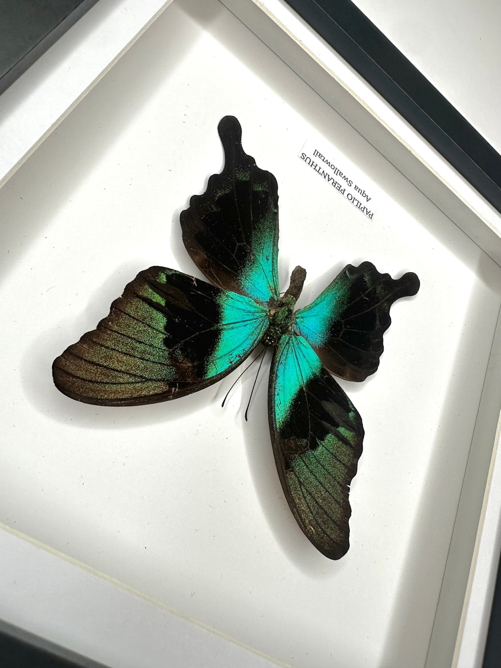 Aqua Swallowtail | Papilio Peranthus | Medium black shadow deep Frame - Taxidermy Entomology Home Decor Framed Natural Art handmade by cuteaholic gifts