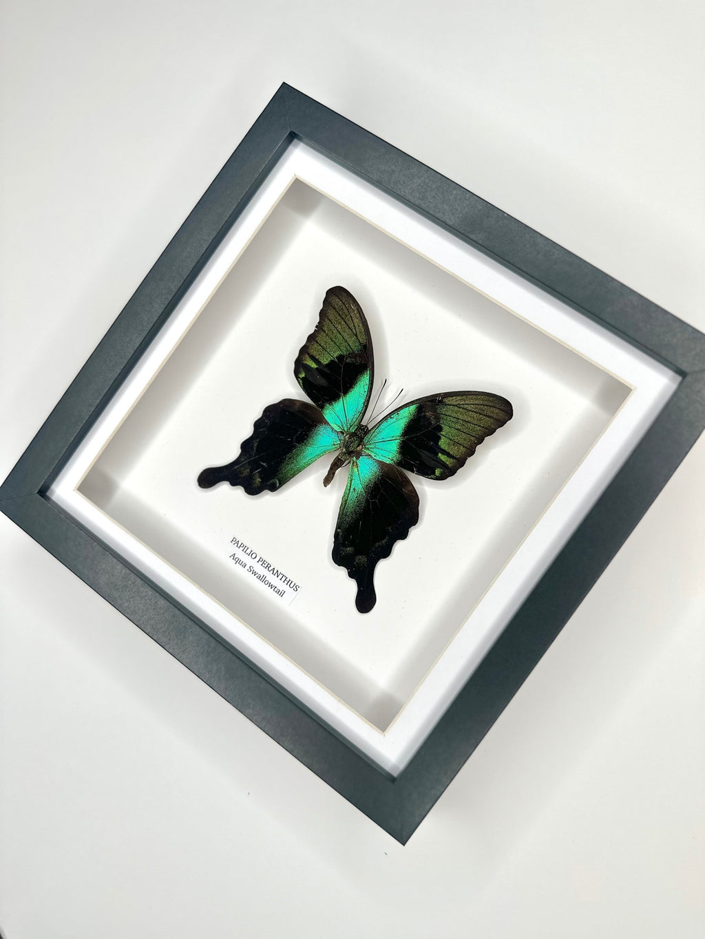 Aqua Swallowtail | Papilio Peranthus | Medium black shadow deep Frame - Taxidermy Entomology Home Decor Framed Natural Art handmade by cuteaholic gifts