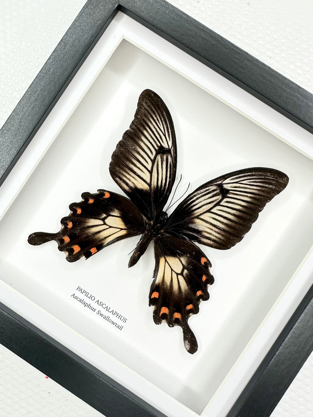 Ascalaphus Swallowtail | Papilio Ascalaphus | Medium black shadow deep Frame - Taxidermy Entomology Home Decor Framed Art handmade by cuteaholic gifts