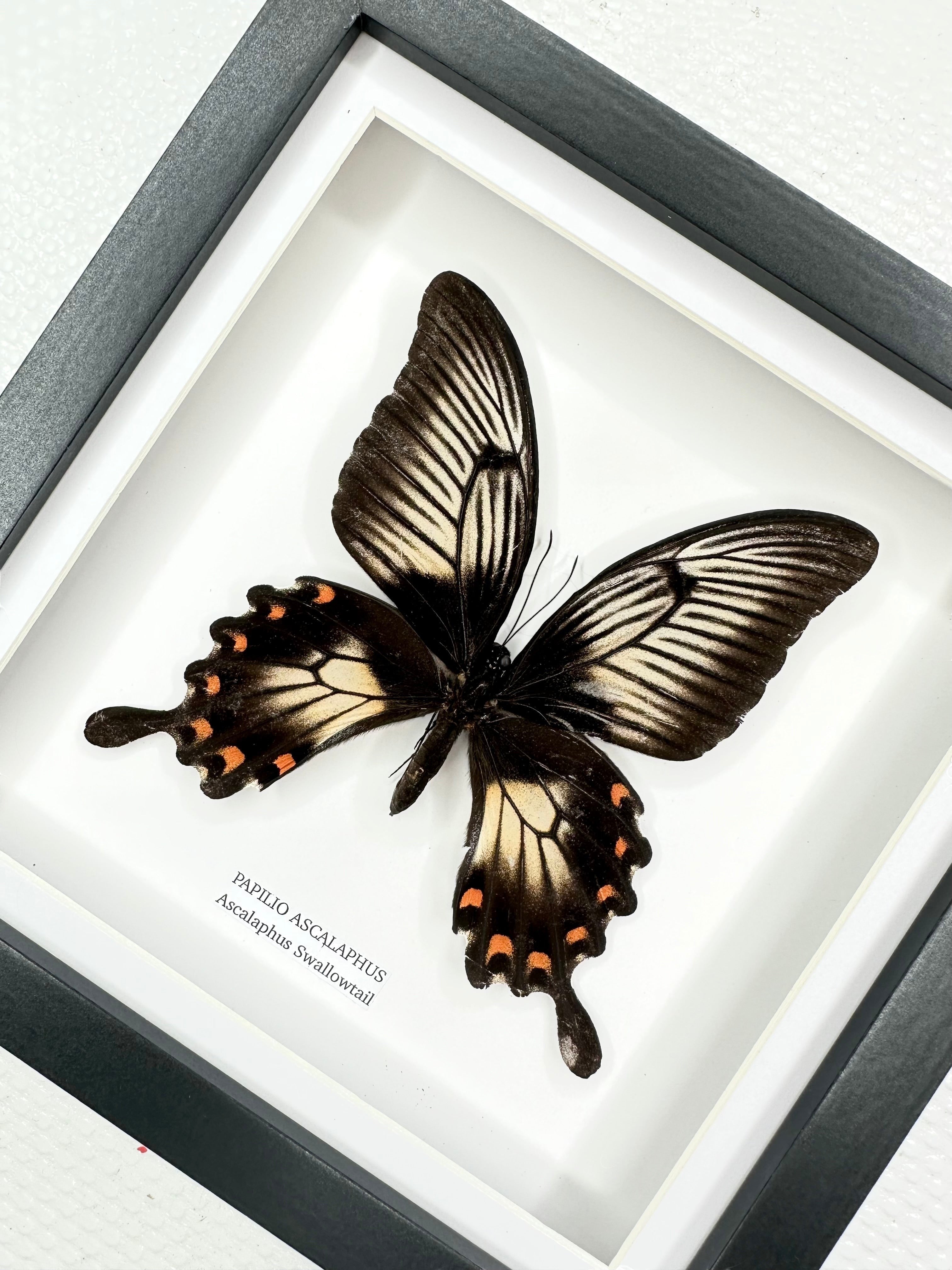 Ascalaphus Swallowtail | Papilio Ascalaphus | Medium black shadow deep Frame - Taxidermy Entomology Home Decor Framed Art handmade by cuteaholic gifts