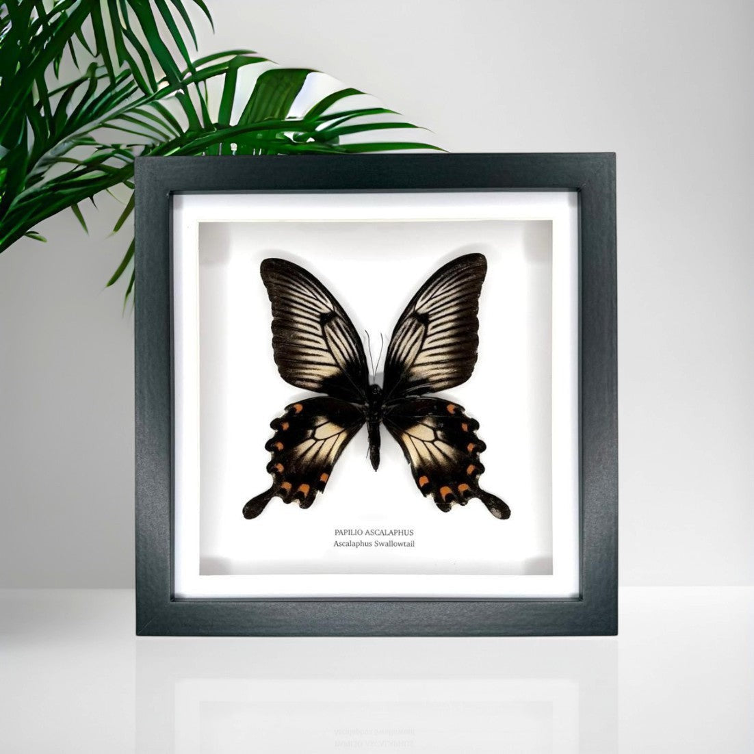 Ascalaphus Swallowtail | Papilio Ascalaphus | Medium black shadow deep Frame - Taxidermy Entomology Home Decor Framed Art handmade by cuteaholic gifts