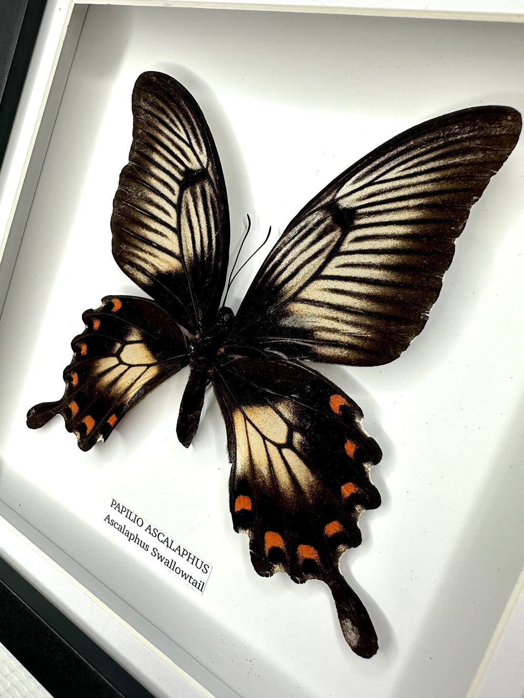 Ascalaphus Swallowtail | Papilio Ascalaphus | Medium black shadow deep Frame - Taxidermy Entomology Home Decor Framed Art handmade by cuteaholic gifts