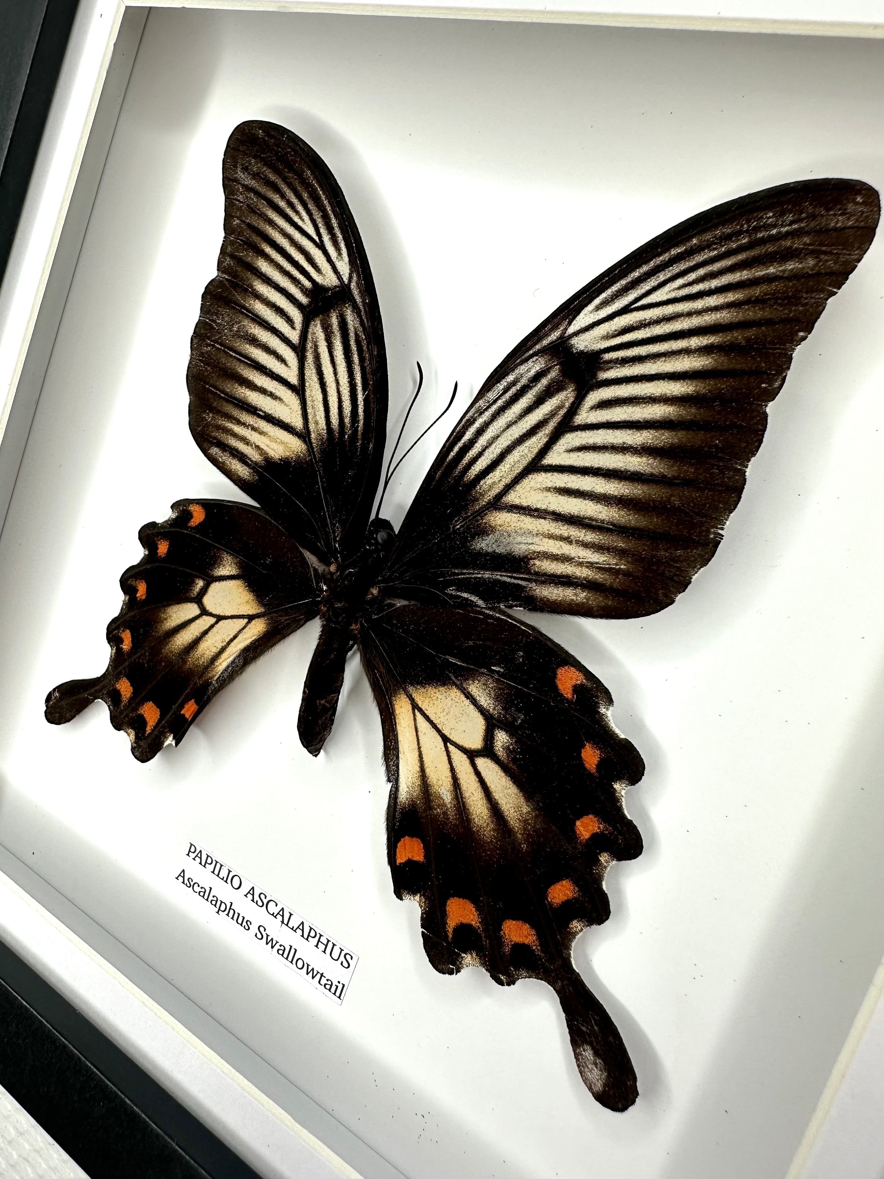 Ascalaphus Swallowtail | Papilio Ascalaphus | Medium black shadow deep Frame - Taxidermy Entomology Home Decor Framed Art handmade by cuteaholic gifts