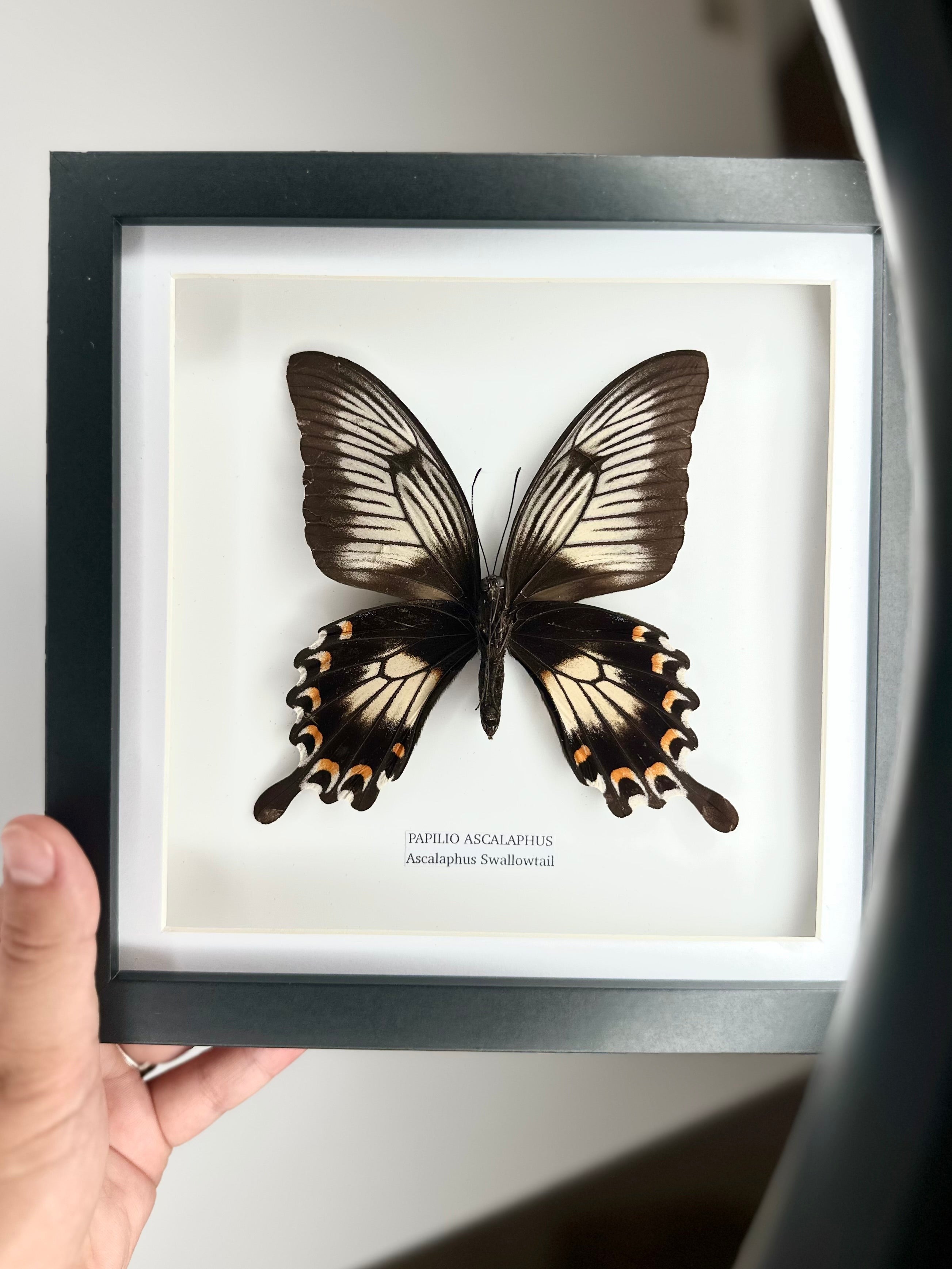 Ascalaphus Swallowtail | Papilio Ascalaphus | Medium black shadow deep Frame - Taxidermy Entomology Home Decor Framed Art handmade by cuteaholic gifts