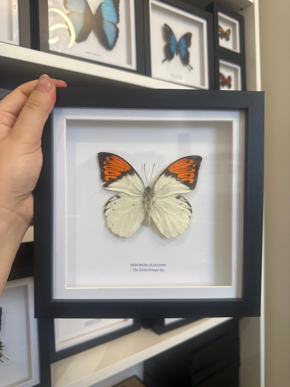 Sale | One Offs | Rare Pieces | Butterflies | Moths | Bugs