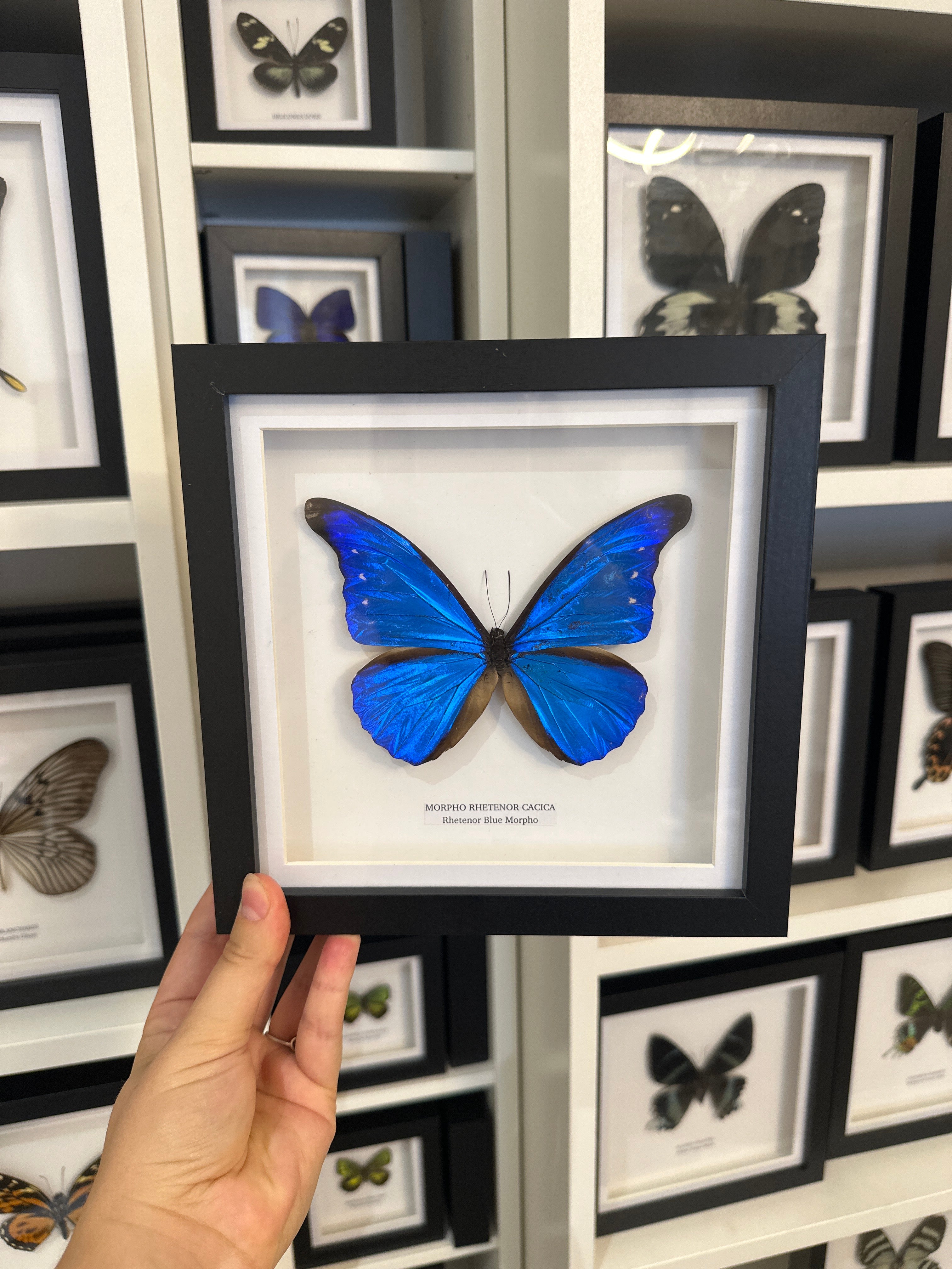 Sale | One Offs | Rare Pieces | Butterflies | Moths | Bugs