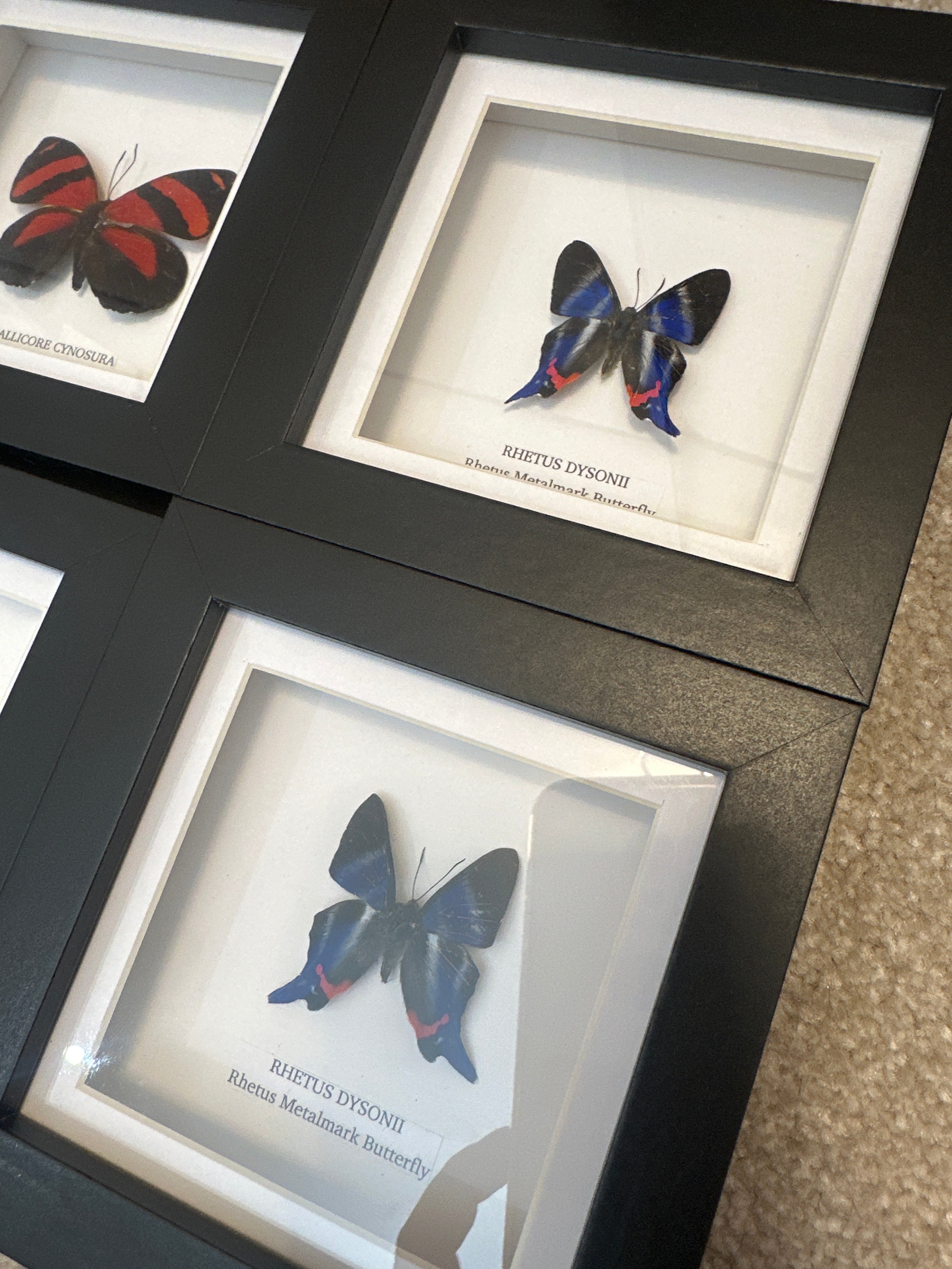 Sale | One Offs | Rare Pieces | Butterflies | Moths | Bugs
