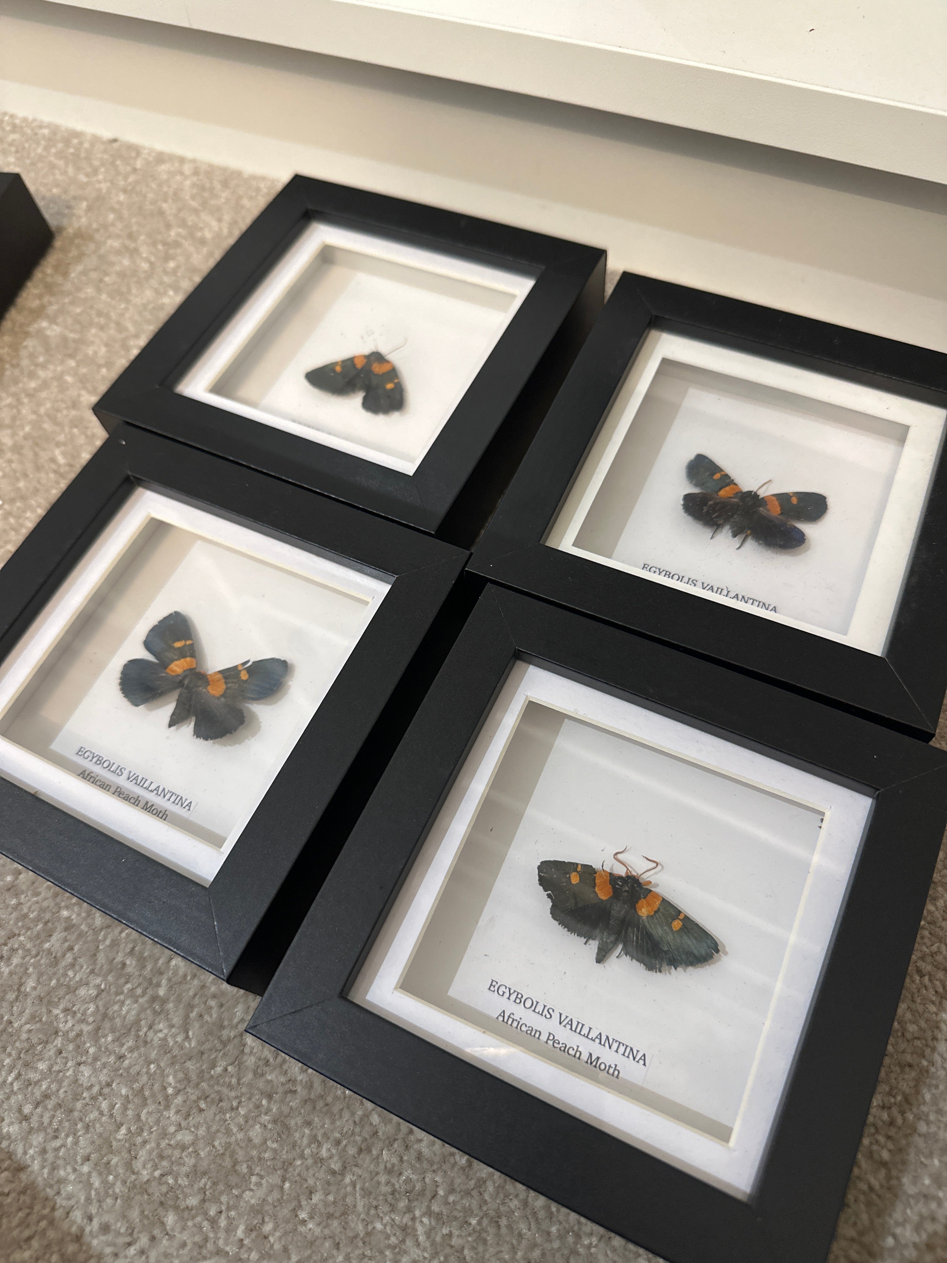 Sale | One Offs | Rare Pieces | Butterflies | Moths | Bugs