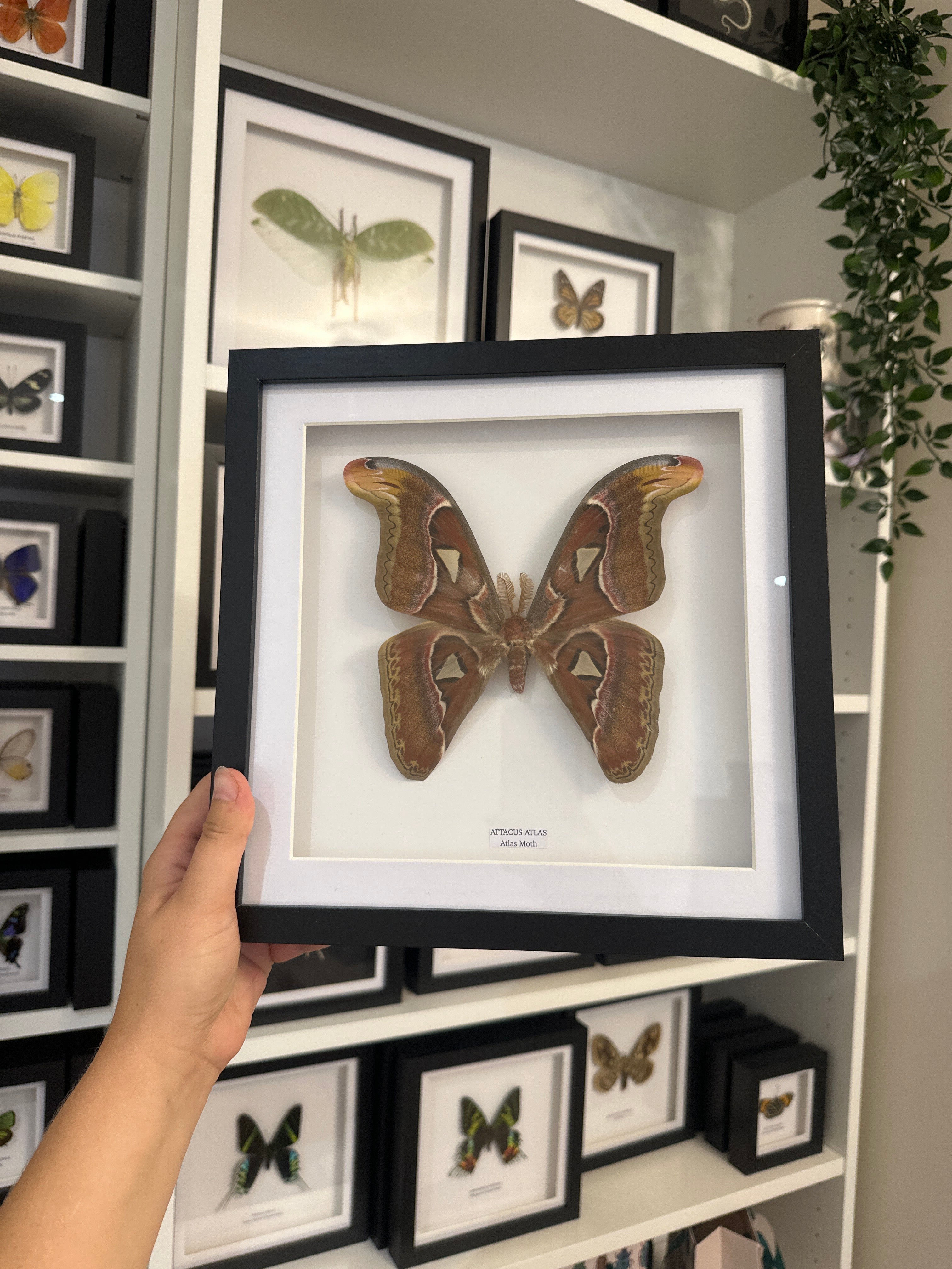 Giant Atlas Moth (Attacus Atlas) – Large Frame