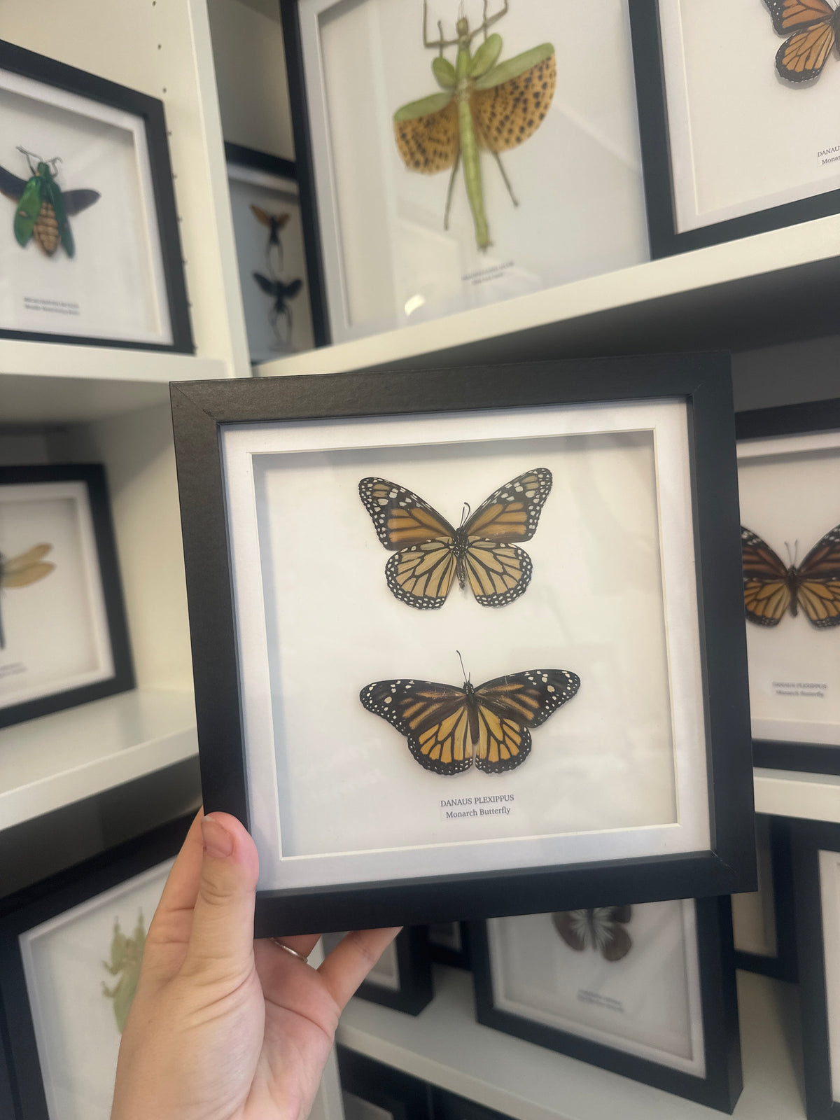 Sale | One Offs | Rare Pieces | Butterflies | Moths | Bugs