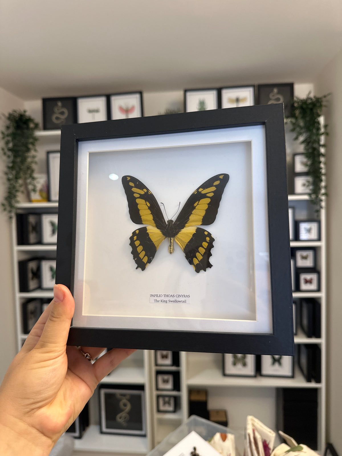 Sale | One Offs | Rare Pieces | Butterflies | Moths | Bugs