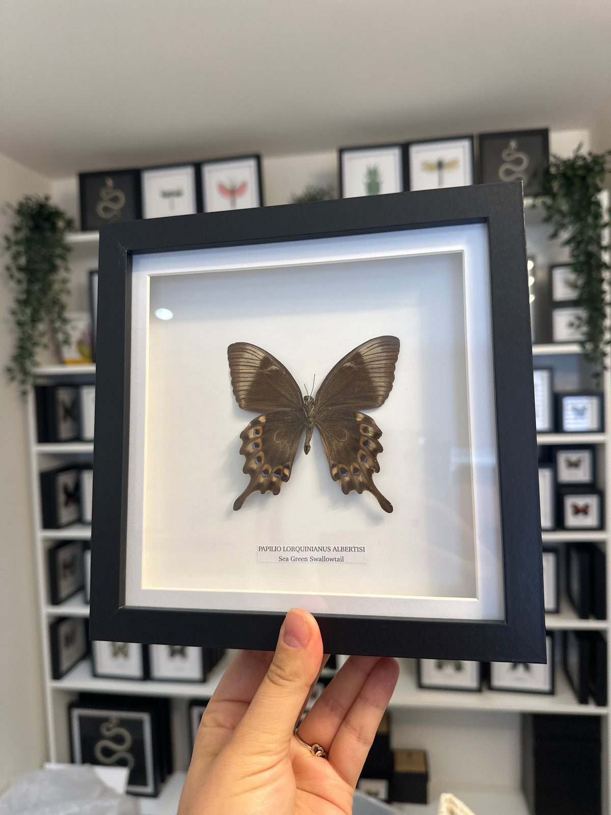 Sale | One Offs | Rare Pieces | Butterflies | Moths | Bugs