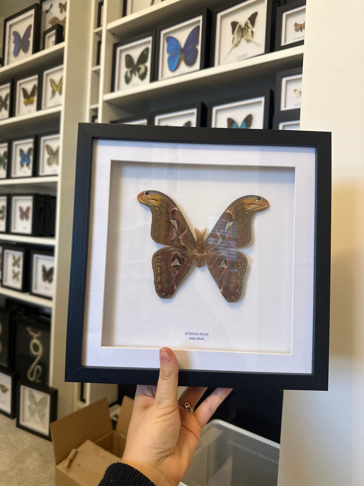 Giant Atlas Moth (Attacus Atlas) – Large Frame