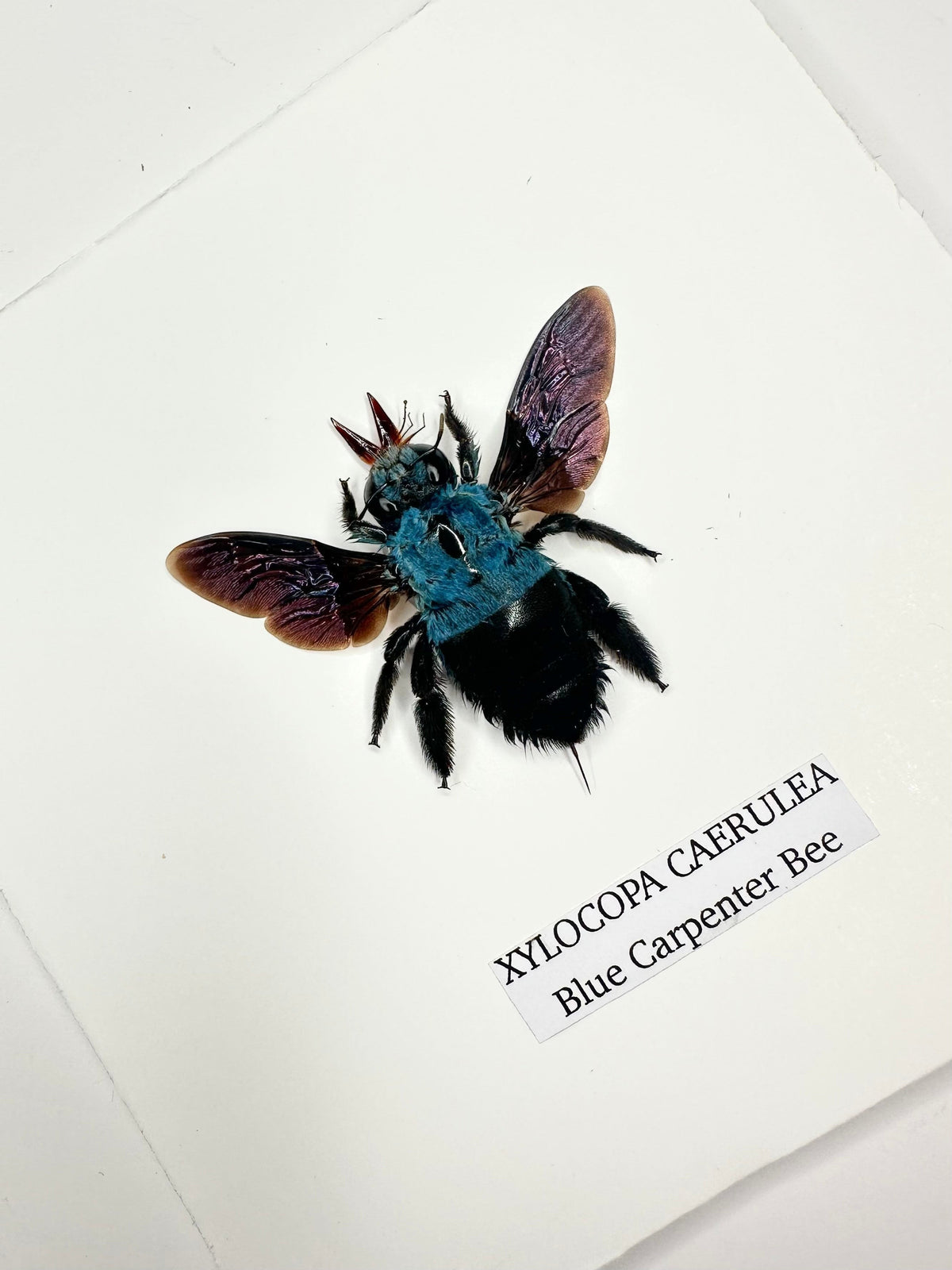 Cuteaholic Blue Carpenter Bee (Xylocopa Caerulea) taxidermy in a small black and white frame. Features iridescent purple wings and a fuzzy black body.
