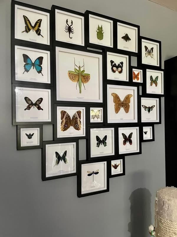 Cuteaholic Blue Carpenter Bee (Xylocopa Caerulea) taxidermy in a small black and white frame. Features iridescent purple wings and a fuzzy black body.