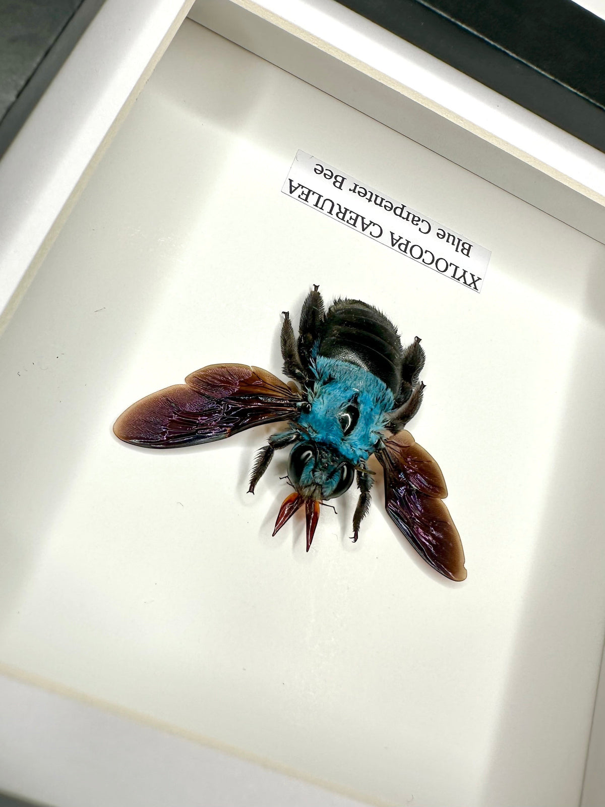 Cuteaholic Blue Carpenter Bee (Xylocopa Caerulea) taxidermy in a small black and white frame. Features iridescent purple wings and a fuzzy black body.