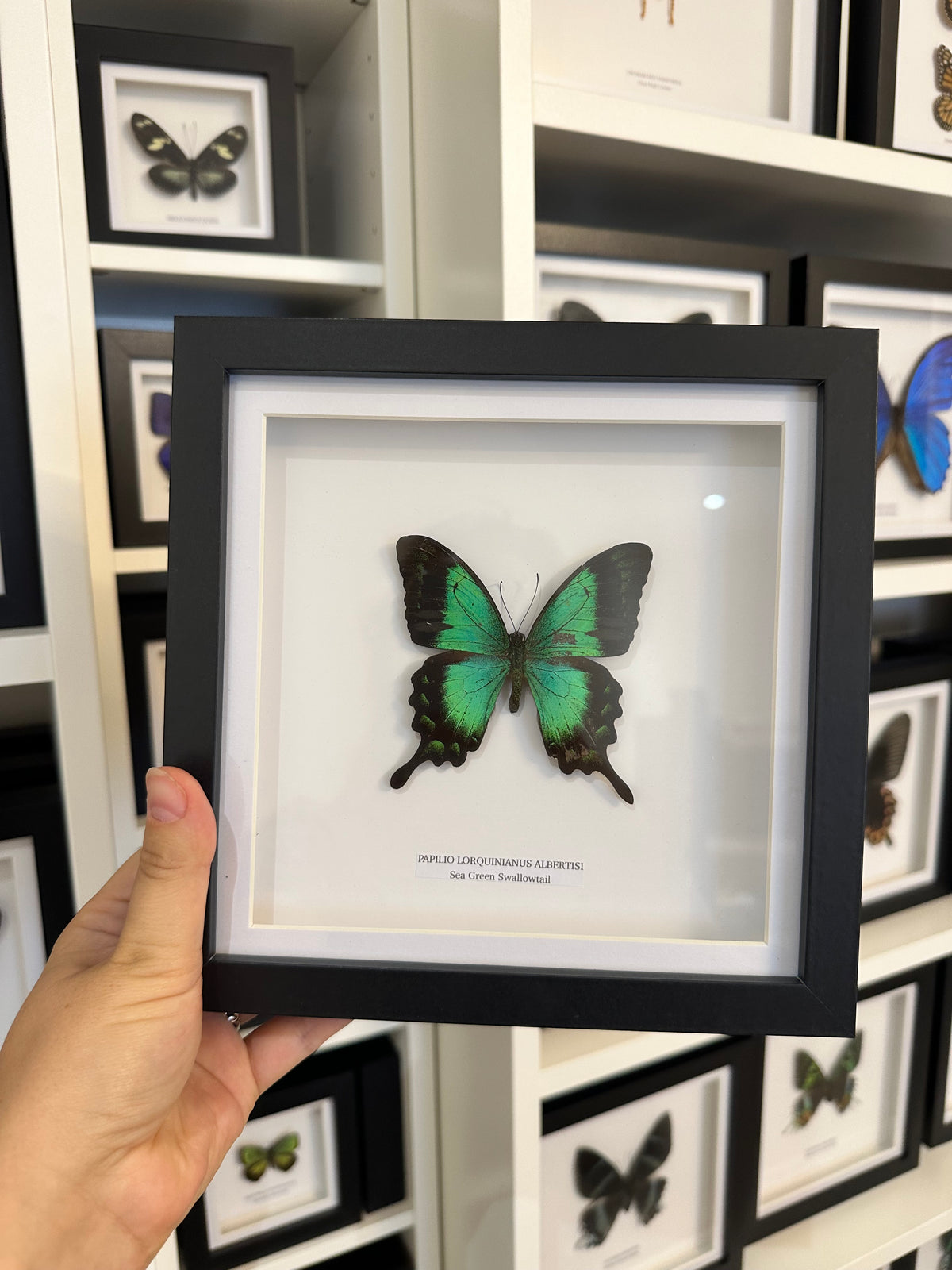 Sale | One Offs | Rare Pieces | Butterflies | Moths | Bugs