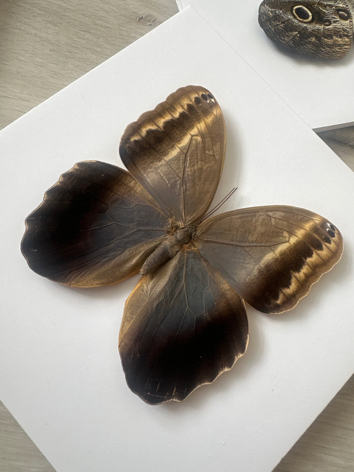 Giant Owl Butterfly (Caligo Teucer) – Medium Framed Butterfly - pending new photos