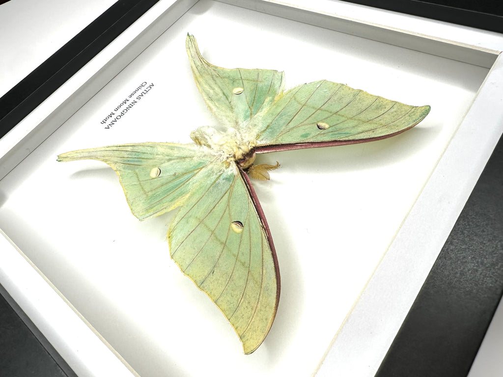 Chinese Moon Moth (Actias Ningpoana) - Medium Framed Moth