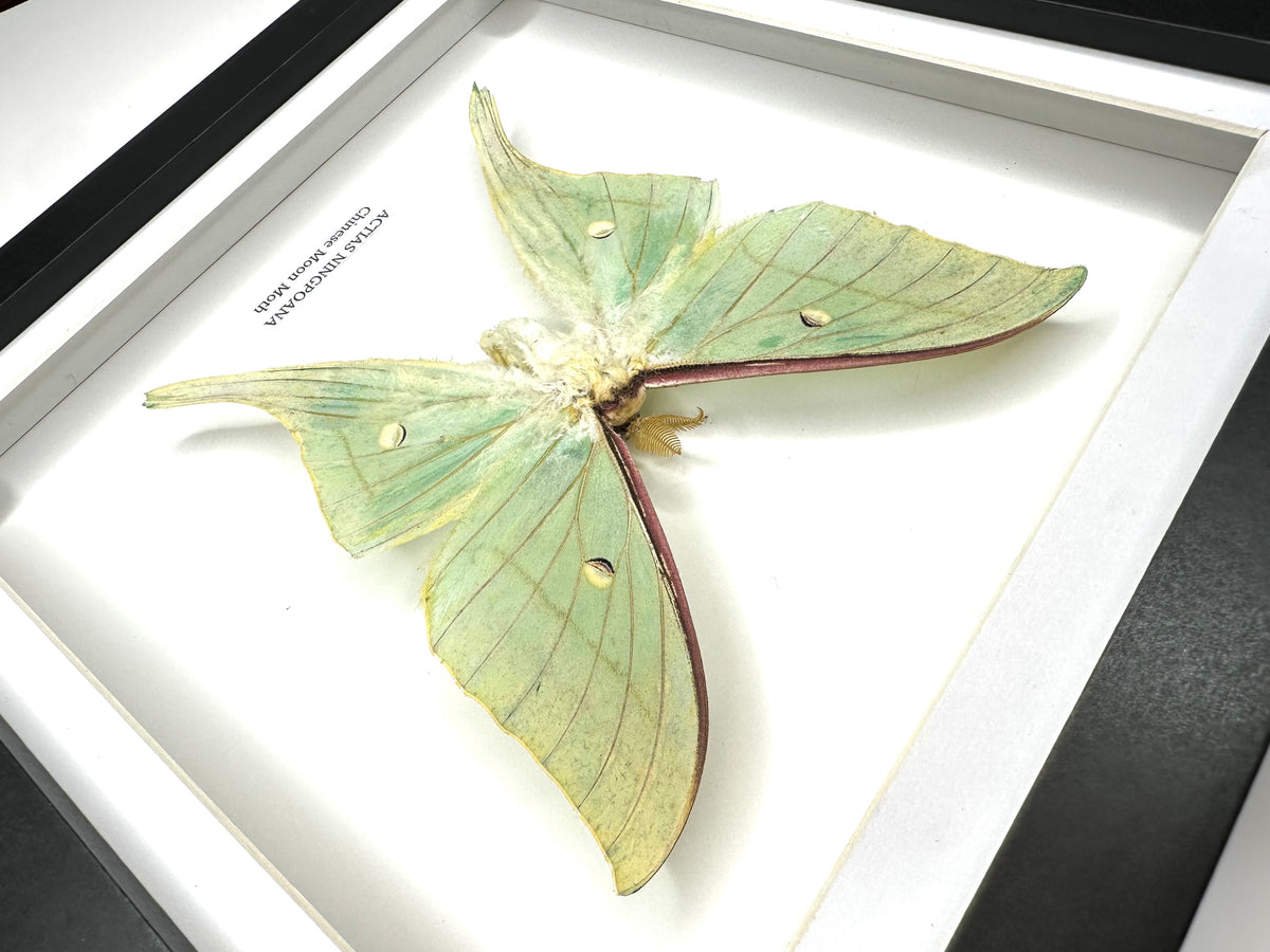 Chinese Moon Moth (Actias Ningpoana) - Medium Framed Moth