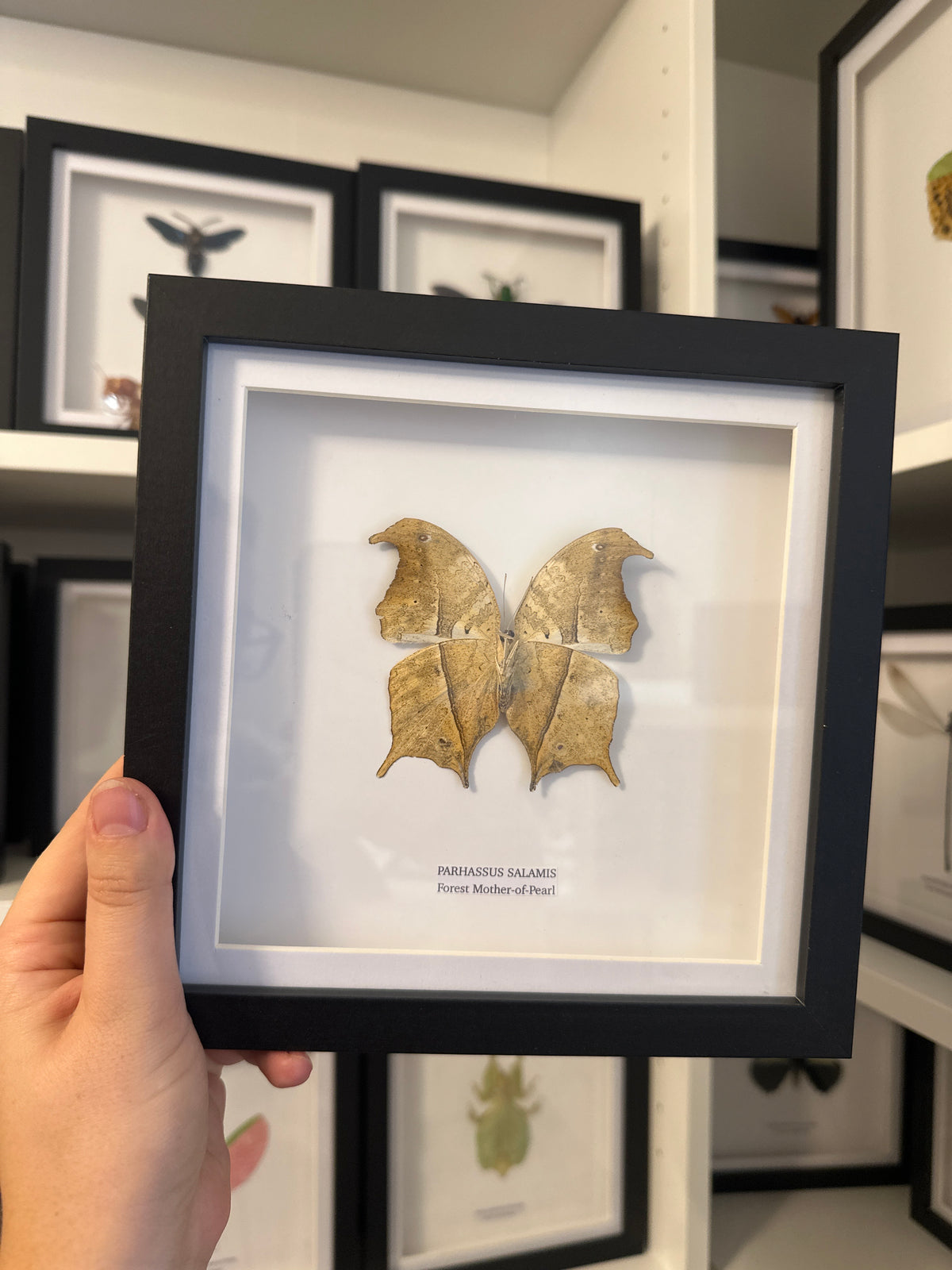 Forest Mother-of-pearl (Parhassus Salamis) – Medium Frame
