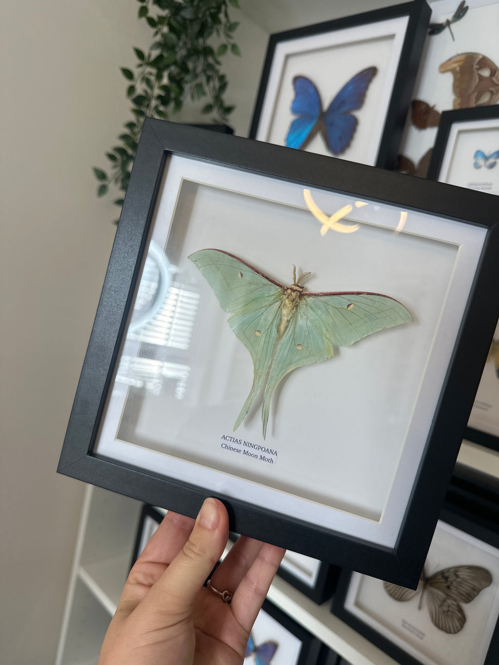 Chinese Moon Moth (Actias Ningpoana) - Medium Framed Moth