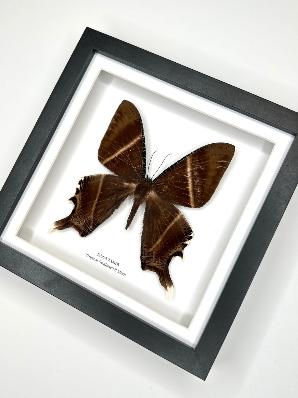 Tropical Swallowtail Moth (Lyssa Zampa) – Medium Framed Moth