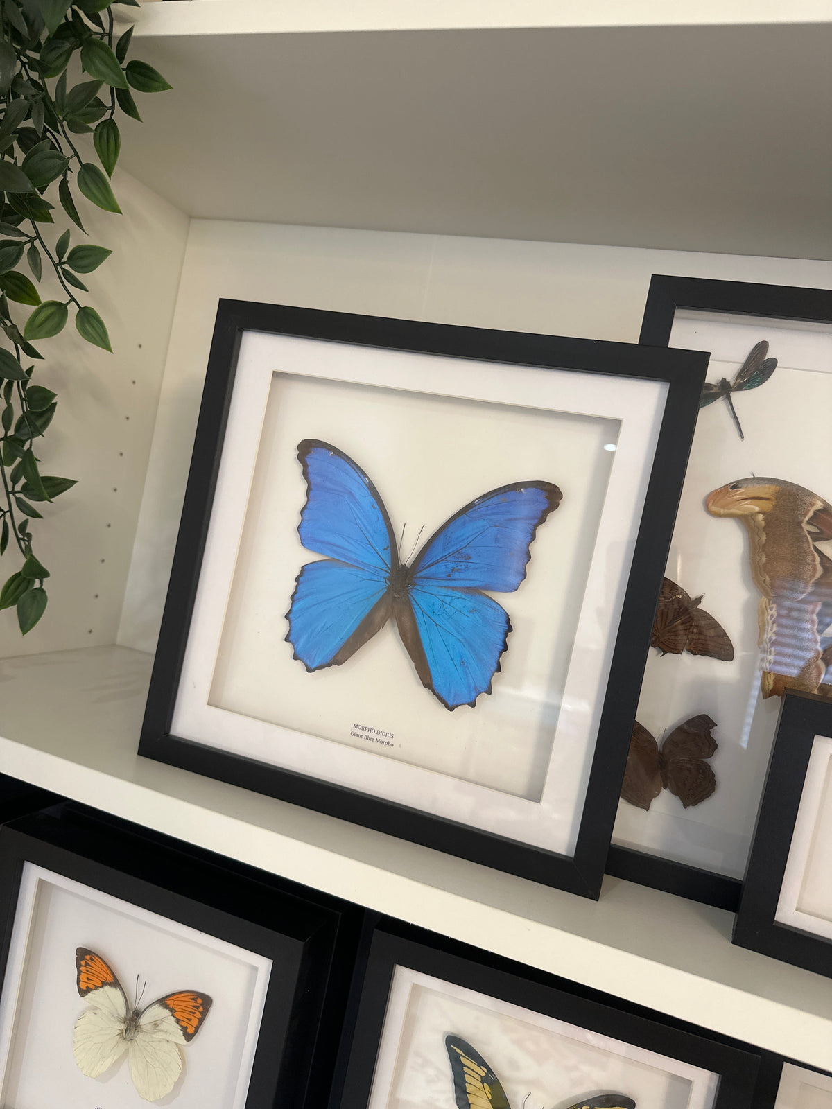 Giant Blue Morpho (Morpho Didius) – Medium Frame