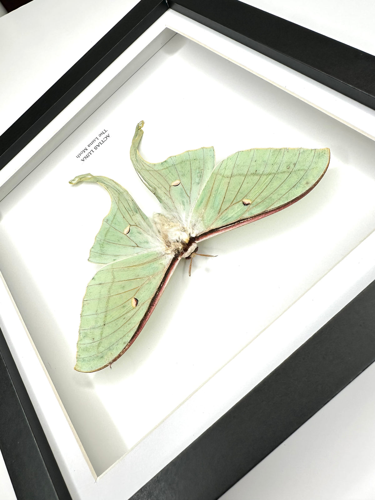 Luna Moth (Actias Luna) - Medium Framed Moth