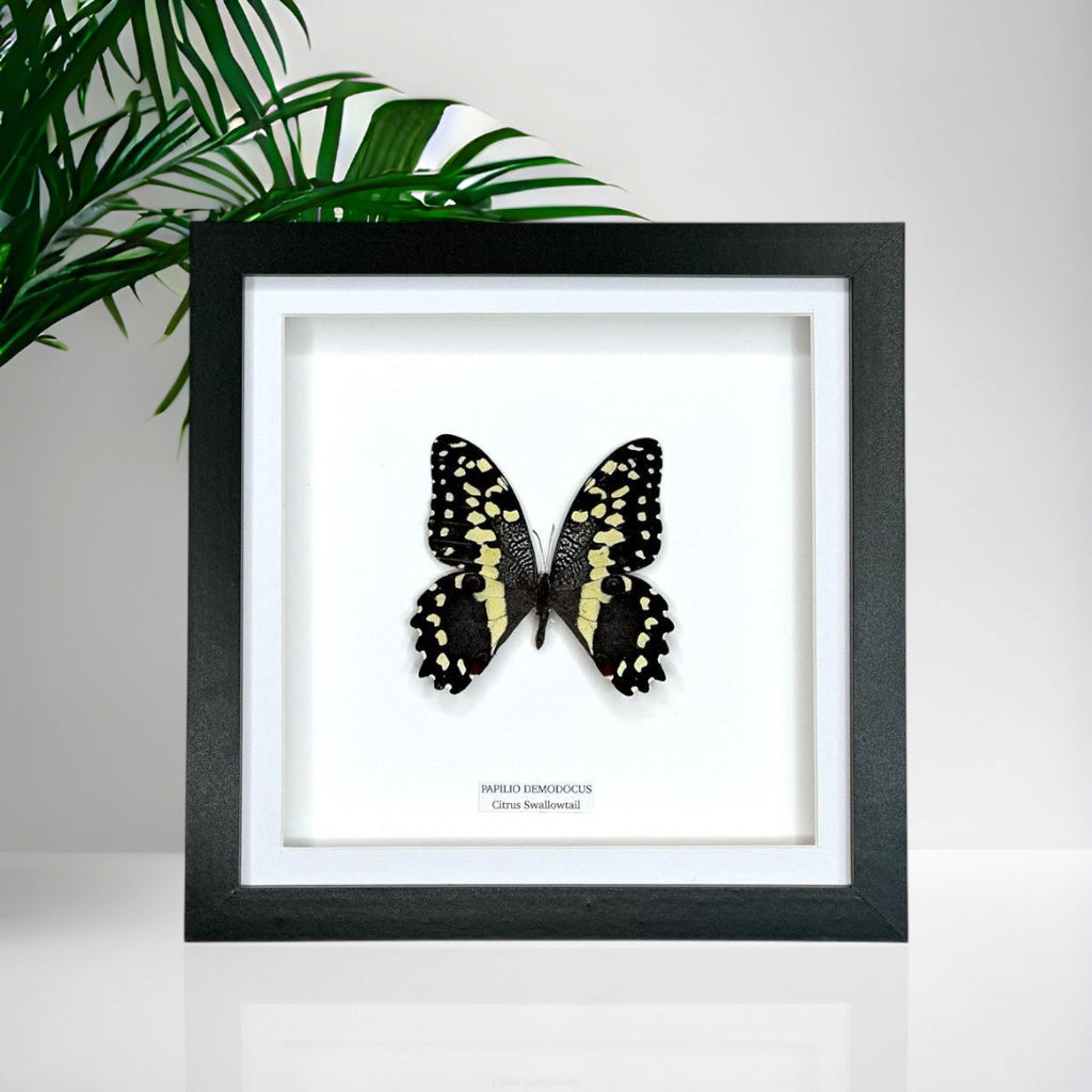 Citrus Swallowtail Butterfly | Christmas Butterfly | Medium Frame • Taxidermy Entomology Home Decor Framed Art