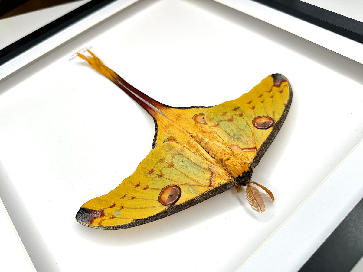 Comet Moth (Resting Argema Mittrei Male) – XLarge Frame handmade by cuteaholic large yellow moth